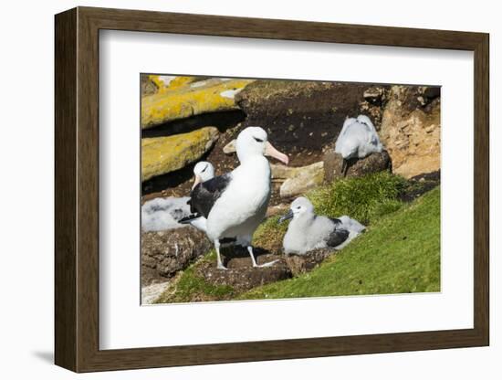 Colony of black-browed albatross (Thalassarche melanophris), Saunders Island, Falklands, South Amer-Michael Runkel-Framed Photographic Print