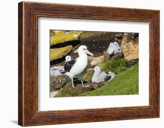 Colony of black-browed albatross (Thalassarche melanophris), Saunders Island, Falklands, South Amer-Michael Runkel-Framed Photographic Print