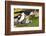 Colony of black-browed albatross (Thalassarche melanophris), Saunders Island, Falklands, South Amer-Michael Runkel-Framed Photographic Print