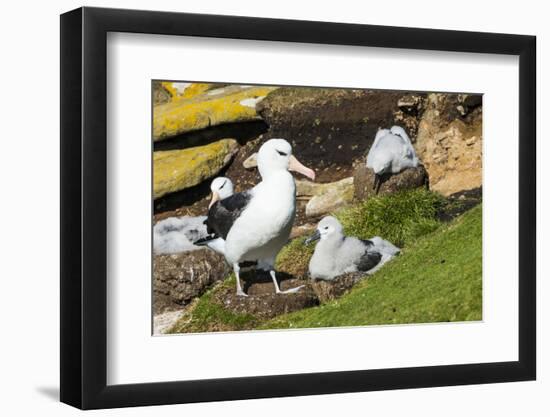 Colony of black-browed albatross (Thalassarche melanophris), Saunders Island, Falklands, South Amer-Michael Runkel-Framed Photographic Print