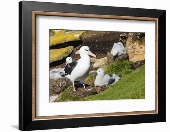 Colony of black-browed albatross (Thalassarche melanophris), Saunders Island, Falklands, South Amer-Michael Runkel-Framed Photographic Print