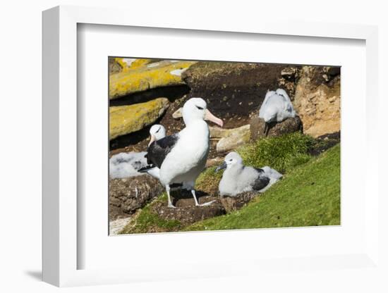 Colony of black-browed albatross (Thalassarche melanophris), Saunders Island, Falklands, South Amer-Michael Runkel-Framed Photographic Print