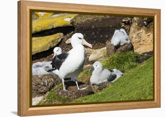 Colony of black-browed albatross (Thalassarche melanophris), Saunders Island, Falklands, South Amer-Michael Runkel-Framed Premier Image Canvas