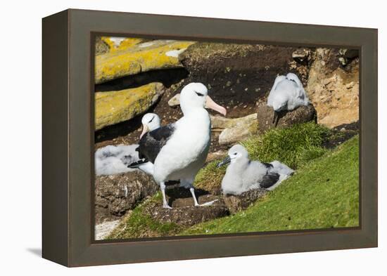 Colony of black-browed albatross (Thalassarche melanophris), Saunders Island, Falklands, South Amer-Michael Runkel-Framed Premier Image Canvas