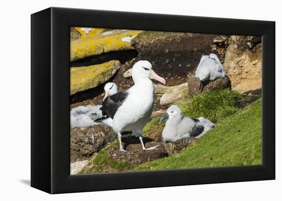 Colony of black-browed albatross (Thalassarche melanophris), Saunders Island, Falklands, South Amer-Michael Runkel-Framed Premier Image Canvas