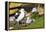 Colony of black-browed albatross (Thalassarche melanophris), Saunders Island, Falklands, South Amer-Michael Runkel-Framed Premier Image Canvas