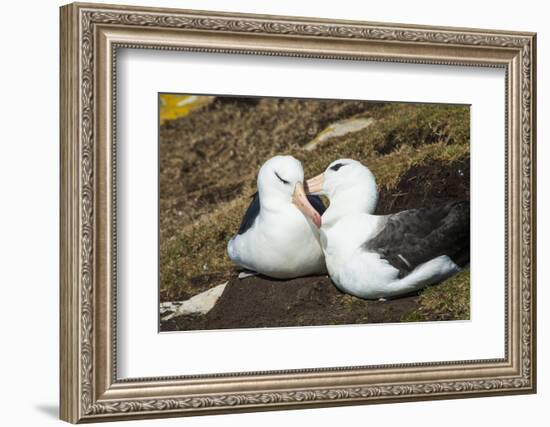 Colony of black-browed albatross (Thalassarche melanophris), Saunders Island, Falklands, South Amer-Michael Runkel-Framed Photographic Print