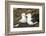 Colony of black-browed albatross (Thalassarche melanophris), Saunders Island, Falklands, South Amer-Michael Runkel-Framed Photographic Print