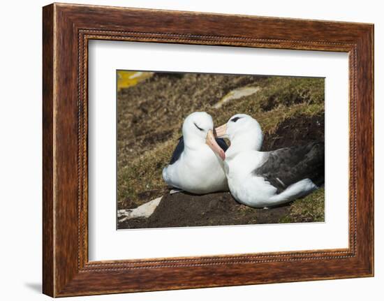 Colony of black-browed albatross (Thalassarche melanophris), Saunders Island, Falklands, South Amer-Michael Runkel-Framed Photographic Print