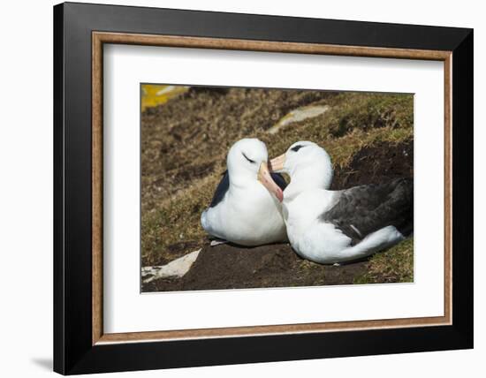 Colony of black-browed albatross (Thalassarche melanophris), Saunders Island, Falklands, South Amer-Michael Runkel-Framed Photographic Print