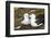 Colony of black-browed albatross (Thalassarche melanophris), Saunders Island, Falklands, South Amer-Michael Runkel-Framed Photographic Print