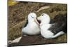 Colony of black-browed albatross (Thalassarche melanophris), Saunders Island, Falklands, South Amer-Michael Runkel-Mounted Photographic Print