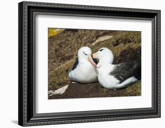 Colony of black-browed albatross (Thalassarche melanophris), Saunders Island, Falklands, South Amer-Michael Runkel-Framed Photographic Print