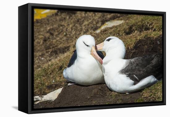 Colony of black-browed albatross (Thalassarche melanophris), Saunders Island, Falklands, South Amer-Michael Runkel-Framed Premier Image Canvas