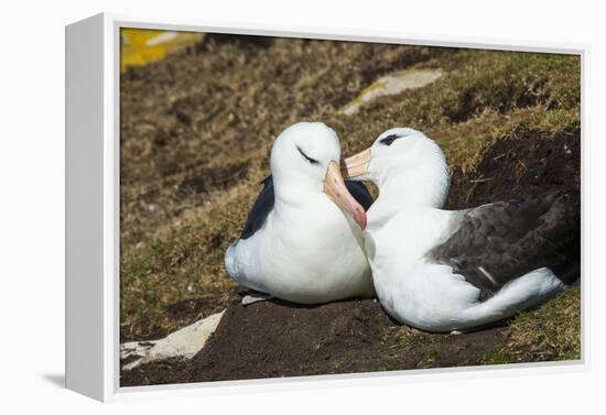 Colony of black-browed albatross (Thalassarche melanophris), Saunders Island, Falklands, South Amer-Michael Runkel-Framed Premier Image Canvas