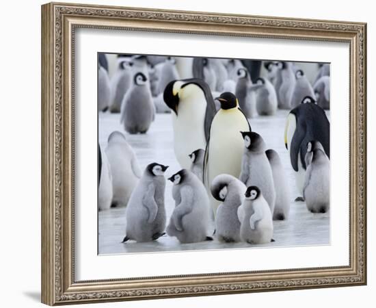 Colony of Emperor Penguins and Chicks, Snow Hill Island, Weddell Sea, Antarctica-Thorsten Milse-Framed Photographic Print