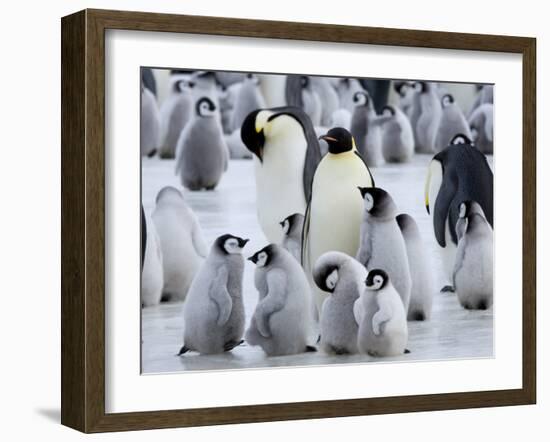 Colony of Emperor Penguins and Chicks, Snow Hill Island, Weddell Sea, Antarctica-Thorsten Milse-Framed Photographic Print