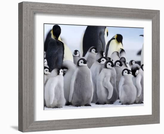 Colony of Emperor Penguins and Chicks, Snow Hill Island, Weddell Sea, Antarctica-Thorsten Milse-Framed Photographic Print