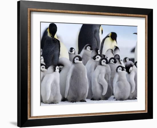 Colony of Emperor Penguins and Chicks, Snow Hill Island, Weddell Sea, Antarctica-Thorsten Milse-Framed Photographic Print