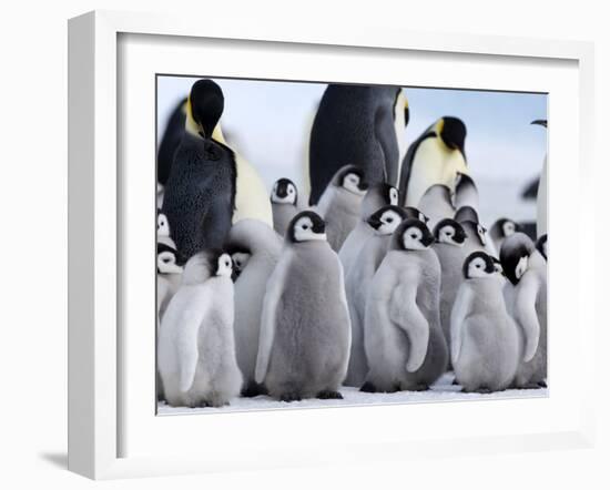 Colony of Emperor Penguins and Chicks, Snow Hill Island, Weddell Sea, Antarctica-Thorsten Milse-Framed Photographic Print