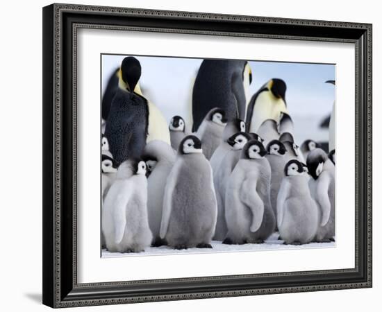 Colony of Emperor Penguins and Chicks, Snow Hill Island, Weddell Sea, Antarctica-Thorsten Milse-Framed Photographic Print