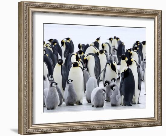 Colony of Emperor Penguins and Chicks, Snow Hill Island, Weddell Sea, Antarctica-Thorsten Milse-Framed Photographic Print