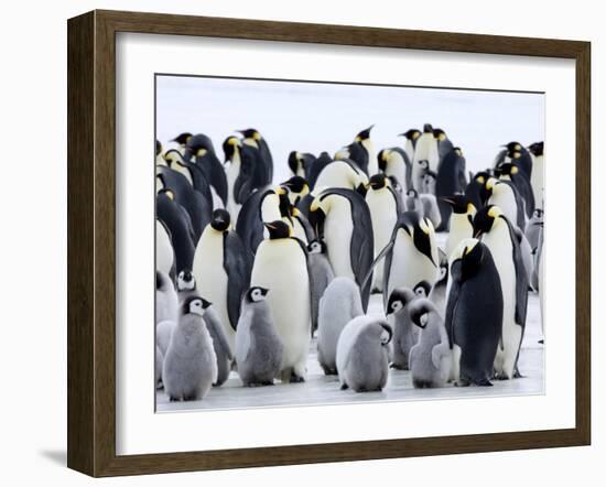 Colony of Emperor Penguins and Chicks, Snow Hill Island, Weddell Sea, Antarctica-Thorsten Milse-Framed Photographic Print