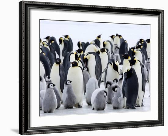 Colony of Emperor Penguins and Chicks, Snow Hill Island, Weddell Sea, Antarctica-Thorsten Milse-Framed Photographic Print