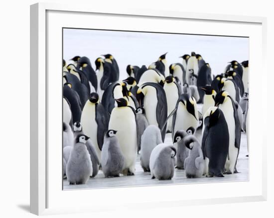 Colony of Emperor Penguins and Chicks, Snow Hill Island, Weddell Sea, Antarctica-Thorsten Milse-Framed Photographic Print