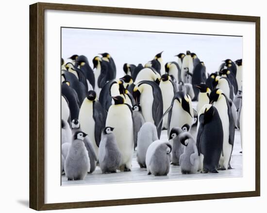 Colony of Emperor Penguins and Chicks, Snow Hill Island, Weddell Sea, Antarctica-Thorsten Milse-Framed Photographic Print