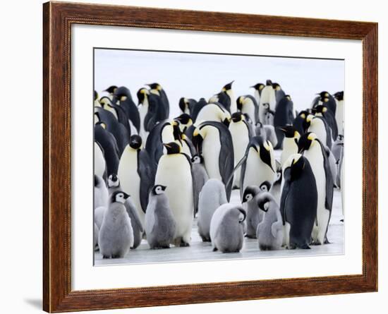 Colony of Emperor Penguins and Chicks, Snow Hill Island, Weddell Sea, Antarctica-Thorsten Milse-Framed Photographic Print