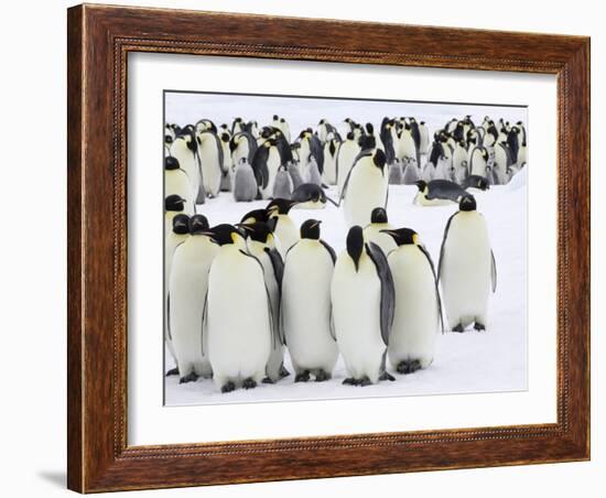 Colony of Emperor Penguins (Aptenodytes Forsteri), Snow Hill Island, Weddell Sea, Antarctica-Thorsten Milse-Framed Photographic Print