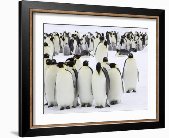 Colony of Emperor Penguins (Aptenodytes Forsteri), Snow Hill Island, Weddell Sea, Antarctica-Thorsten Milse-Framed Photographic Print