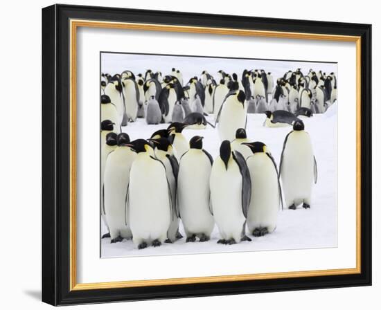 Colony of Emperor Penguins (Aptenodytes Forsteri), Snow Hill Island, Weddell Sea, Antarctica-Thorsten Milse-Framed Photographic Print