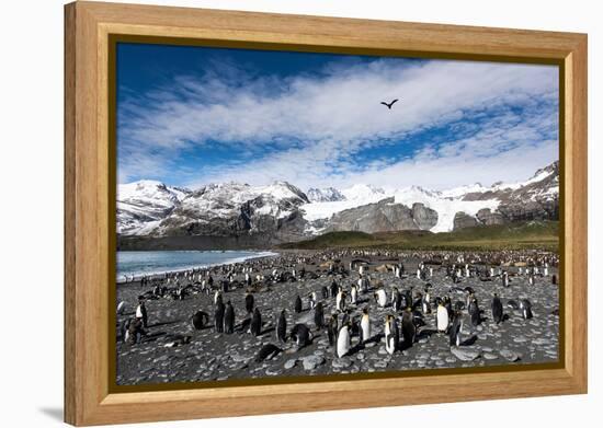 Colony of King Penguins (Aptenodytes Patagonicus) Gold Harbour South Georgia-Renato Granieri-Framed Premier Image Canvas