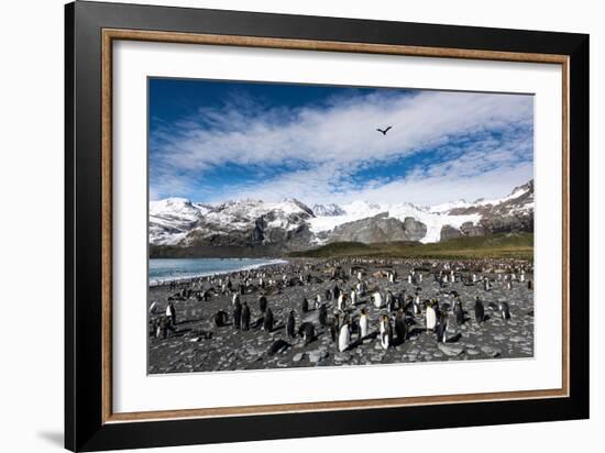 Colony of King Penguins (Aptenodytes Patagonicus) Gold Harbour South Georgia-Renato Granieri-Framed Photographic Print