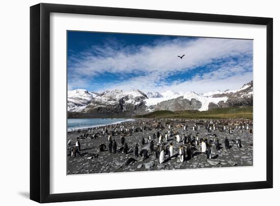 Colony of King Penguins (Aptenodytes Patagonicus) Gold Harbour South Georgia-Renato Granieri-Framed Photographic Print