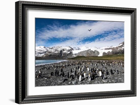 Colony of King Penguins (Aptenodytes Patagonicus) Gold Harbour South Georgia-Renato Granieri-Framed Photographic Print