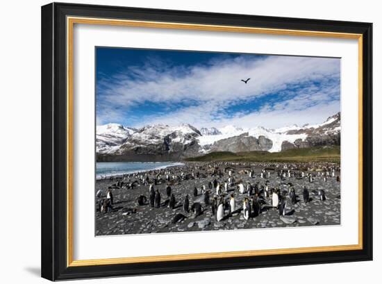 Colony of King Penguins (Aptenodytes Patagonicus) Gold Harbour South Georgia-Renato Granieri-Framed Photographic Print