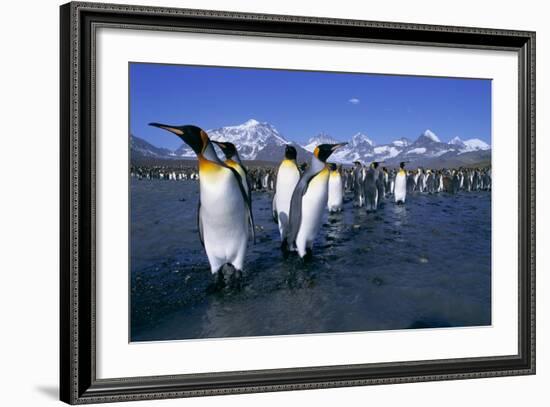 Colony of King Penguins-Paul Souders-Framed Photographic Print