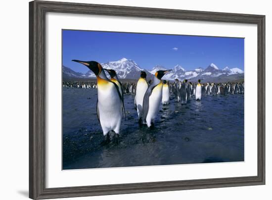 Colony of King Penguins-Paul Souders-Framed Photographic Print