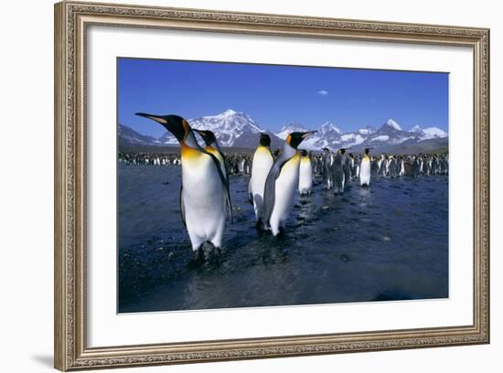 Colony of King Penguins-Paul Souders-Framed Photographic Print
