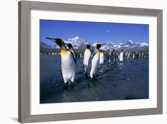 Colony of King Penguins-Paul Souders-Framed Photographic Print