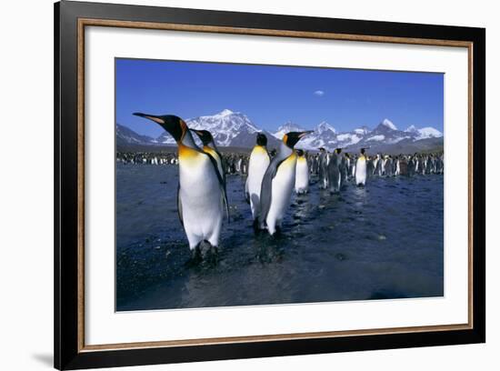 Colony of King Penguins-Paul Souders-Framed Photographic Print