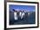 Colony of King Penguins-Paul Souders-Framed Photographic Print