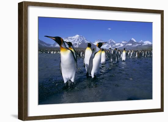 Colony of King Penguins-Paul Souders-Framed Photographic Print