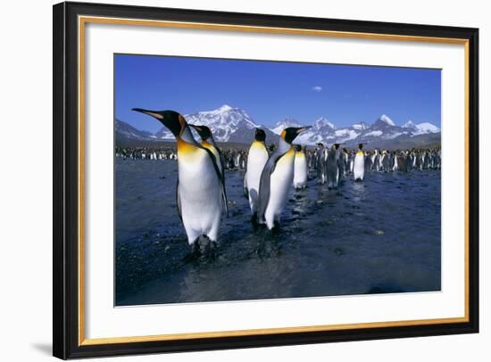 Colony of King Penguins-Paul Souders-Framed Photographic Print