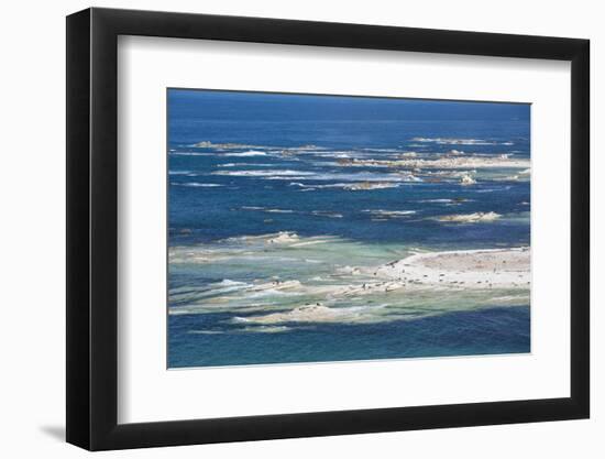 Colony of New Zealand fur seals (Arctocephalus forsteri) off Point Kean, Kaikoura Peninsula, Kaikou-Ruth Tomlinson-Framed Photographic Print