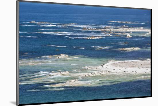 Colony of New Zealand fur seals (Arctocephalus forsteri) off Point Kean, Kaikoura Peninsula, Kaikou-Ruth Tomlinson-Mounted Photographic Print