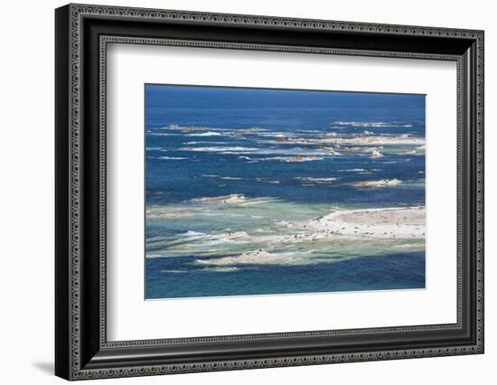 Colony of New Zealand fur seals (Arctocephalus forsteri) off Point Kean, Kaikoura Peninsula, Kaikou-Ruth Tomlinson-Framed Photographic Print